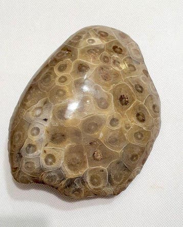 Koraal Koraal - Corail fossilisé (Zonder minimumprijs), Antiek en Kunst, Curiosa en Brocante