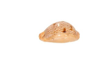 zeldzame Kauri-slak $$$ GEM $$$ Topstaat §§§ Taxidermie, Verzamelen, Nieuw