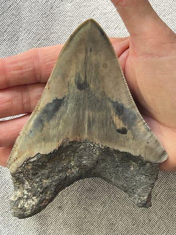 Grote Megalodon-tand 13,3 cm - Fossiele tand - Carcharocles
