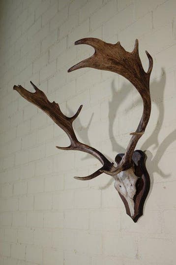 Fallow Buck Trophy Schedel - Dama dama - 45 cm - 65 cm - 60, Verzamelen, Dierenverzamelingen, Nieuw