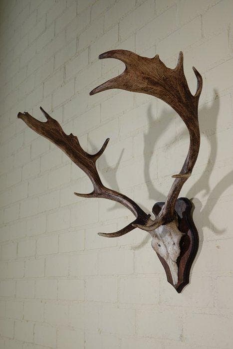 Fallow Buck Trophy Schedel - Dama dama - 45 cm - 65 cm - 60, Verzamelen, Dierenverzamelingen