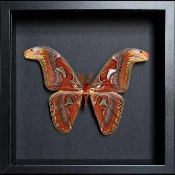 Vlinder Taxidermie volledige montage - Attacus atlas - 23 cm