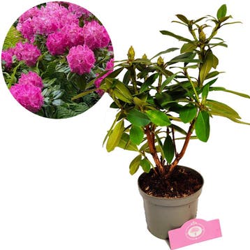 Rhododendron Germania Roze bloemen + Pot 14cm, Tuin en Terras, Planten | Tuinplanten, Verzenden