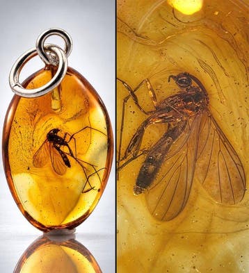 Natuurlijke gouden barnsteen parasitaire wesp fossiel –