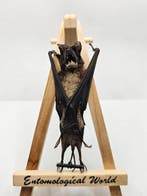 Vleermuis Taxidermie volledige montage - Otomops formosus -, Antiek en Kunst