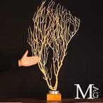 Zeldzame gele gorgonie - Eunicella cavolinii - Taxidermie, Nieuw