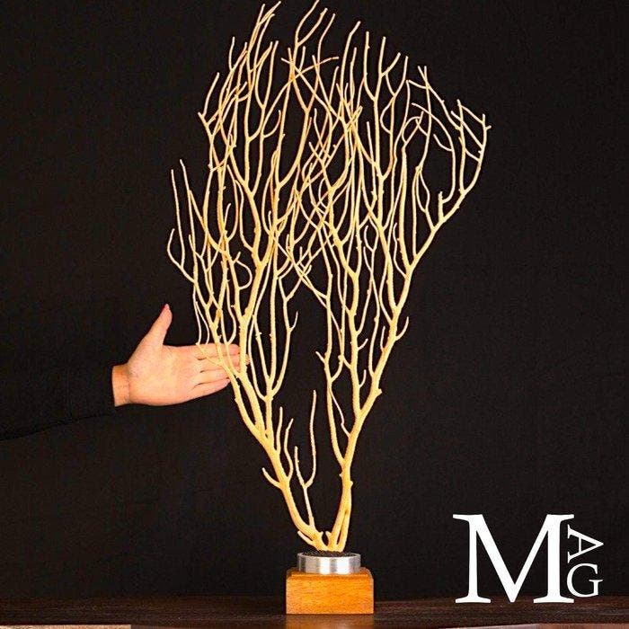 Zeldzame gele gorgonie - Eunicella cavolinii - Taxidermie, Verzamelen, Dierenverzamelingen