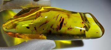FOSSlL-AMAZING!! Dominicaans Barnsteenmuseum- 50.24 g