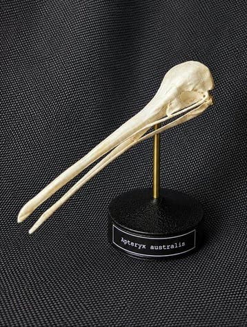 Kiwi Schedel - (Apteryx australis) - Museum Grade Replica -