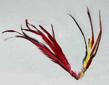 Prachtige set van oude vrarhrrs - Fu - West-Papoea (Zonder