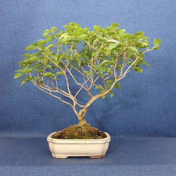 Lantana-Bonsai - Hoogte (boom): 33 cm - Diepte (boom): 43 cm
