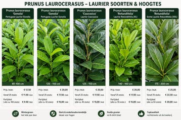 Aanbieding snelgroeiende wintergroene laurierhaag laurier, Laurier, Haag, 100 tot 250 cm