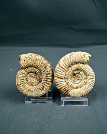 Ammoniet - Gefossiliseerde schelp - Amonite Choffatia