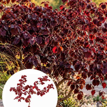Hazelaar Red Majestic container (23), Verzenden