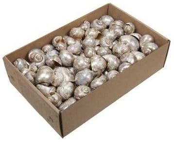 Nattai schelpen Platinumwash 500 gram, Ophalen of Verzenden, Nieuw