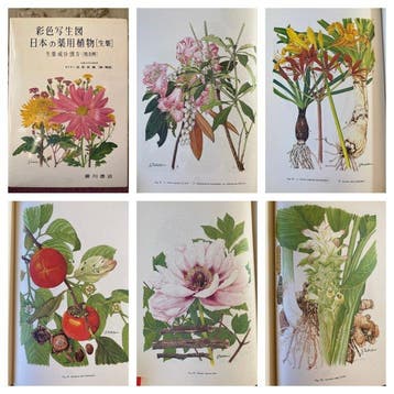 Dr. Jisho Takatori - Color Atlas: Medicinal Plants of Japan