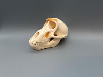Aap Schedel - Papio Ursinus - 10 cm - 10 cm - 17 cm- CITES, Nieuw