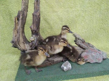Mallard-kippen groep Taxidermie volledige montage - Anas, Nieuw