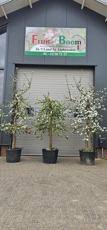 Appelboom Elstar Jonagold goudreinete laag en halfstam, In pot