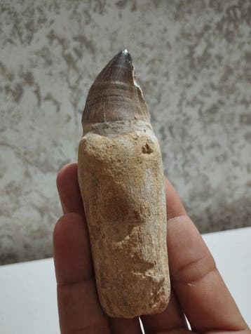 Mosasaurus - Fossiele tanden - 11.5 cm - 3.5 cm (Zonder, Verzamelen