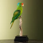 Blauwnekpapegaai Taxidermie Opgezette Dieren By Max, Verzamelen, Dierenverzamelingen, Ophalen of Verzenden, Nieuw, Vogel, Opgezet dier