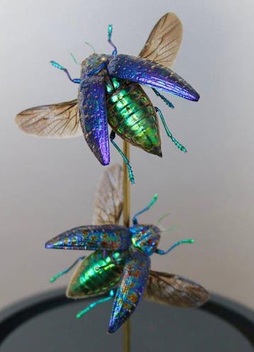 Kevel Taxidermie volledige montage - Polybothris somptuosa