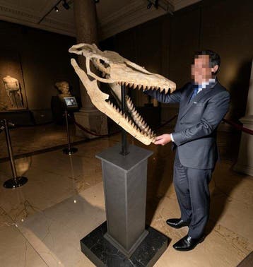 Mosasaurus - Fossiele schedel - 160 cm - 30 cm