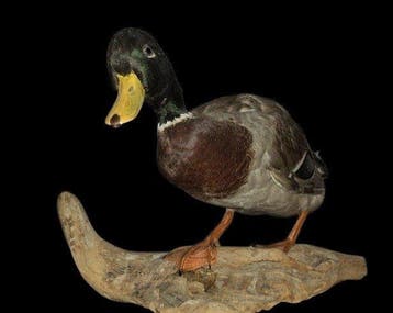 Germano Reale Taxidermie volledige montage - Anas, Nieuw