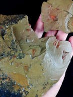 Indrukwekkende Hyolitha !!! - Gefossiliseerd dier -