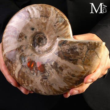Gepetrificeerde ammonietenschelp uit het Krijt, Cleoniceras, Verzamelen