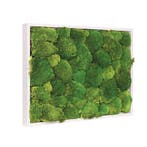 Vintlux Mosschilderij Bolmos 30x40 cm Gebroken Wit, Huis en Inrichting, Nieuw