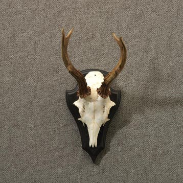 Reebok Gewei Taxidermie Opgezette Dieren By Max, Ophalen of Verzenden, Nieuw, Wild dier, Opgezet dier