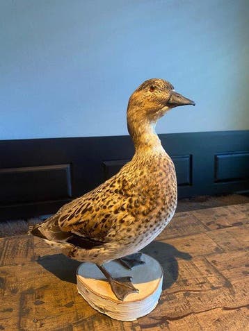 Eend Taxidermie volledige montage - Anas acuta - 35 cm - 12, Nieuw