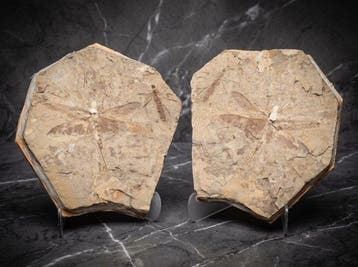 Libel - Fossiele matrix - Sinaeschnidia cansellosa - 23.5 cm