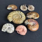 Ammonietverzameling - Gefossiliseerde schelp - Worldwide - 5, Verzamelen