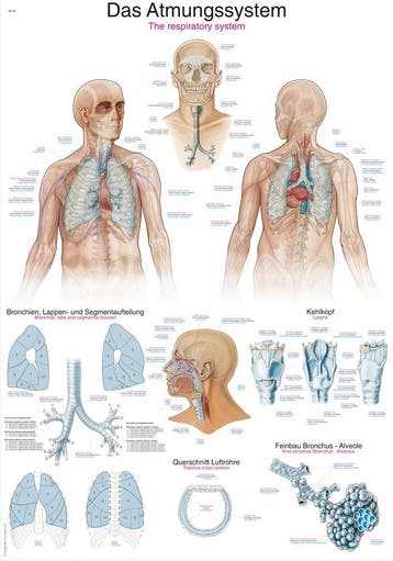 Anatomie poster ademhaling (Duits/Engels/Latijn, papier,..., Nieuw