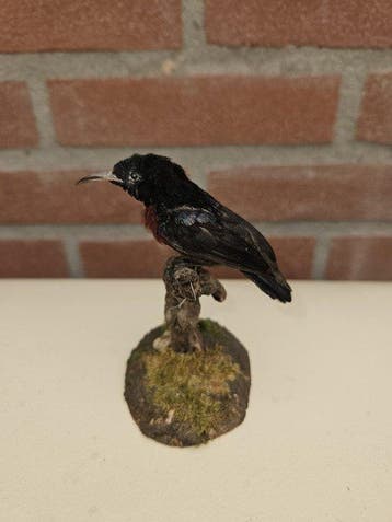 Ninja kolibri Taxidermie volledige montage - Kolibri ninja, Nieuw