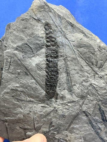 Prachtige Calamites-boomkegel uit het Carboon (vrucht) -