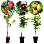Set van 3 fruitbomen – 1 Appel, 1 Peer, 1 Kers – +100cm - 5L, Lente, Verzenden, In pot, Appelboom