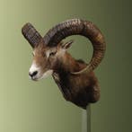 Moeflon Taxidermie Opgezette Dieren By Max, Ophalen of Verzenden, Nieuw, Wild dier, Opgezet dier