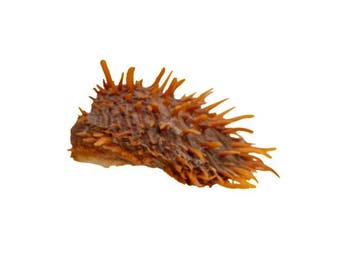 Verzamelitem: oranjekleurige stekelmossel (Spondylus, Verzamelen, Nieuw