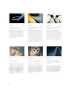 Vogels 9789464040678 Tim Flach, Verzenden, Zo goed als nieuw, Tim Flach