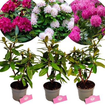 Rhododendron Polarnacht Cunninghams White Ger, Verzenden, Halfschaduw