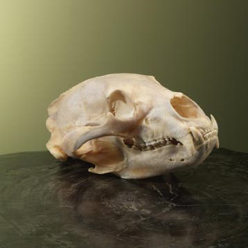 Zwarte Beer Schedel Taxidermie Opgezette Dieren By Max, Verzamelen, Ophalen of Verzenden, Nieuw, Wild dier, Opgezet dier