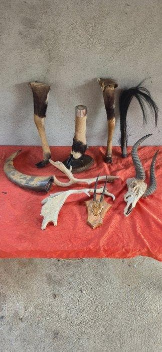 Roodvoorhoofdz gazelle - daim - nyala - Buffons kob ....., Nieuw