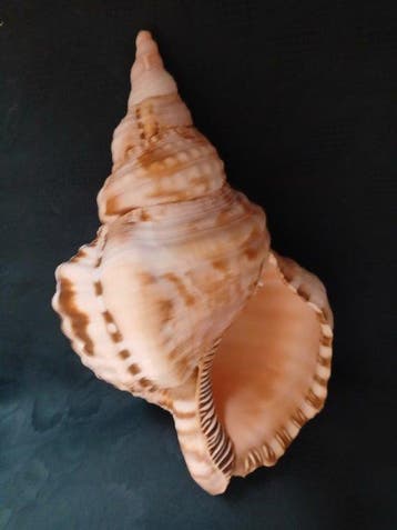 tritone Zeeschelp - Charonia Variegata Haitiana (Zonder
