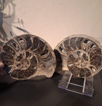 Ammoniet - Gefossiliseerd dier - 13 cm - 15 cm (Zonder, Verzamelen