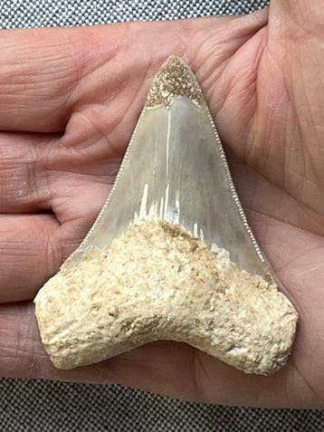 Megalodon-tand 7,1 cm - Fossiele tand - Carcharocles