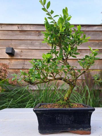 ilex bonsai (japanse hulst) - Hoogte (boom): 26 cm - Diepte