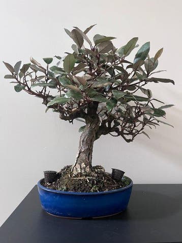 Olijfwilg Elaeagnus - Hoogte (boom): 30 cm - Diepte (boom):